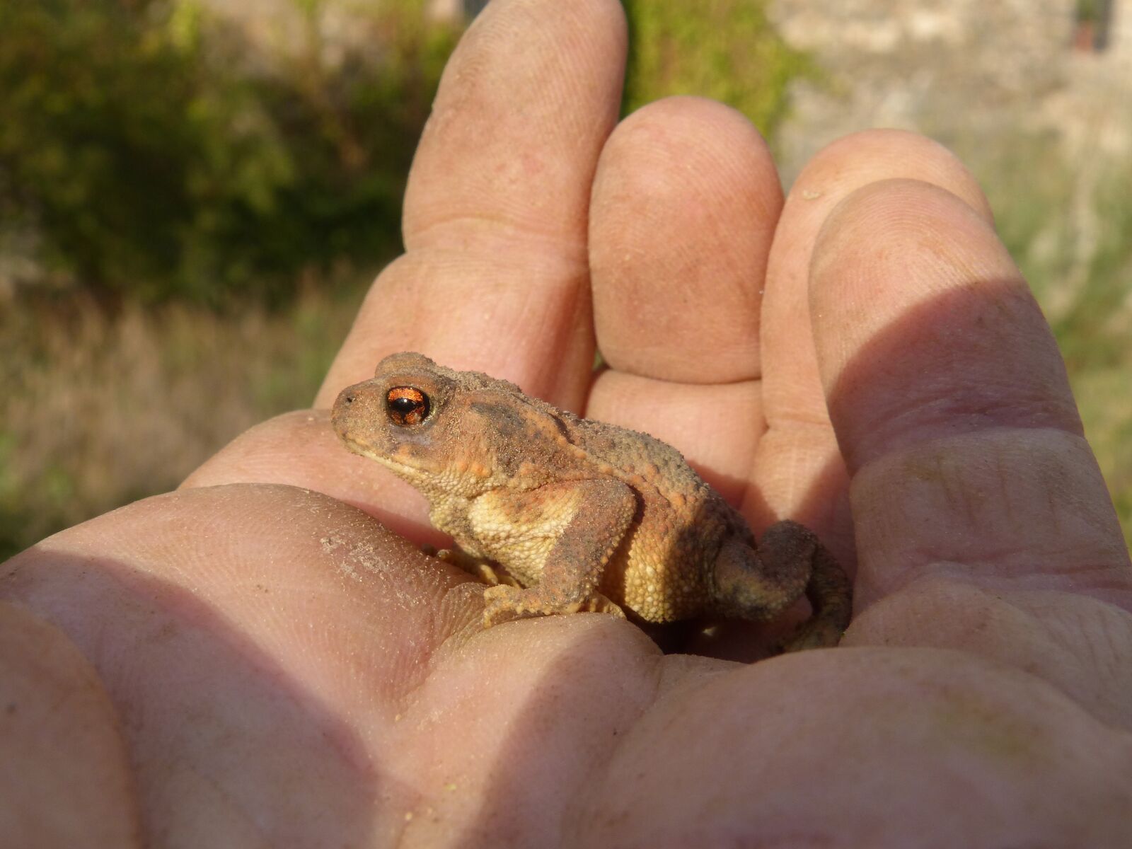 Panasonic DMC-FZ62 sample photo. Toad, sapito, batrachian photography