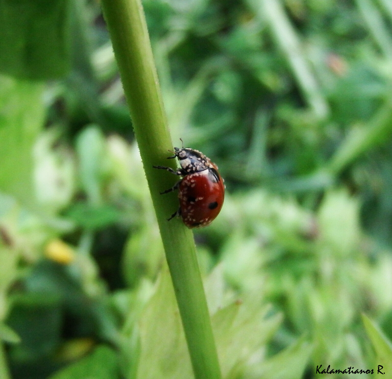 Fujifilm FinePix S1 sample photo. Beetle, insect, lady, cow photography