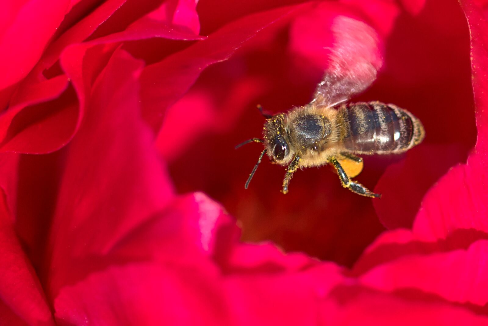 Canon EOS M5 sample photo. Peony, bee, spring photography