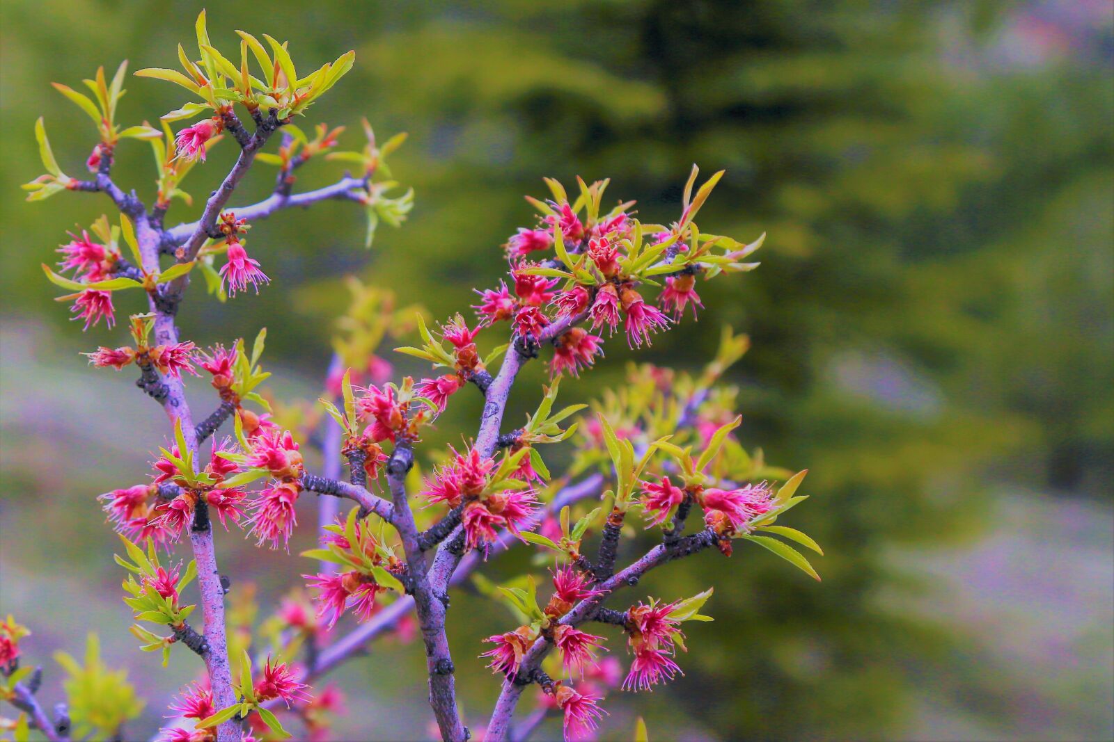 Canon EOS 5D Mark III sample photo. Bud, flower, spring photography