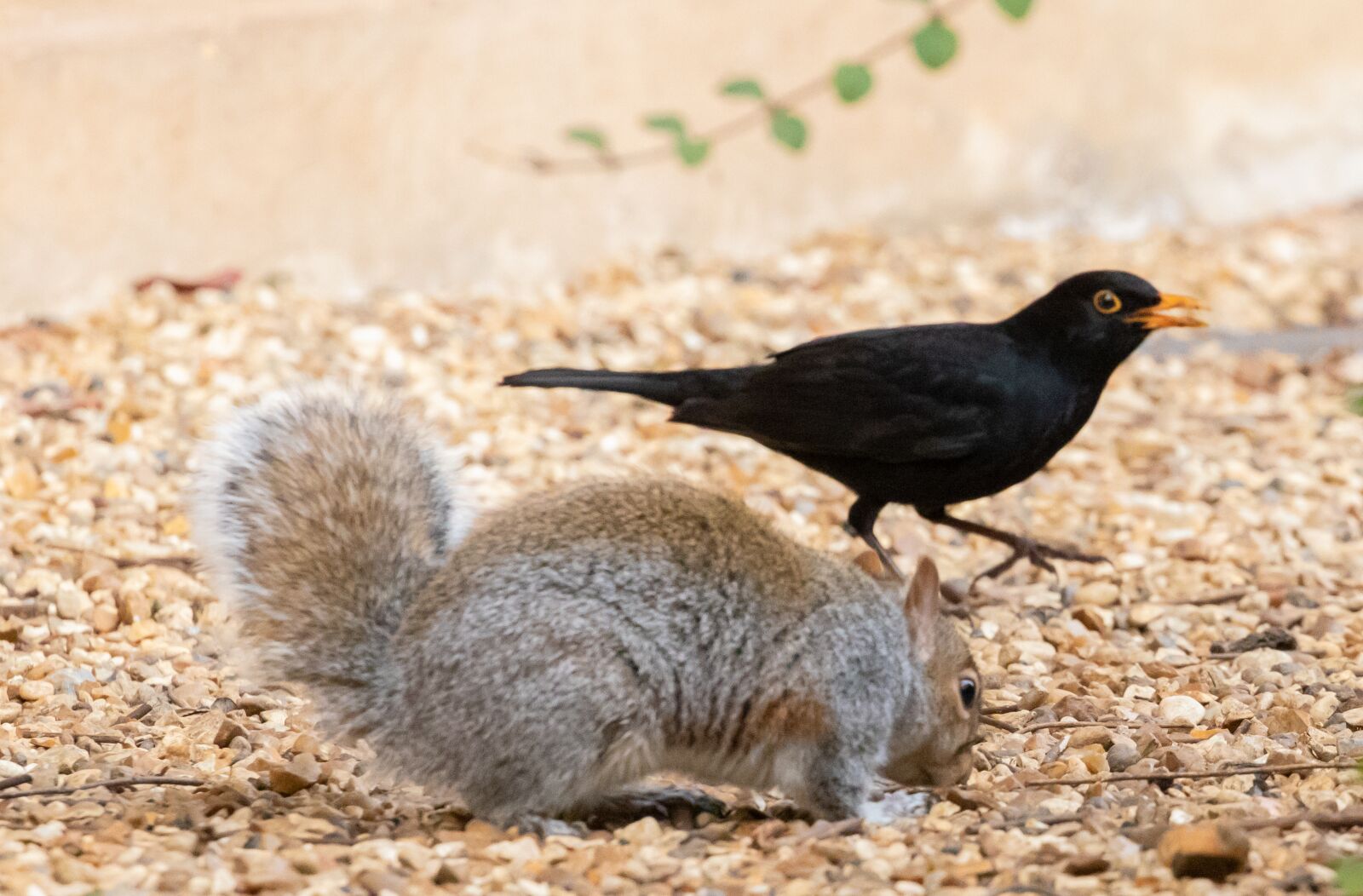 Canon EOS 7D Mark II sample photo. Squirrel, blackbird, male blackbird photography