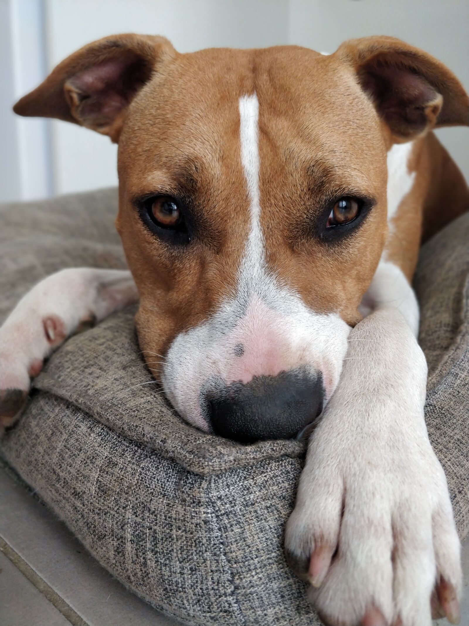 OnePlus 5T sample photo. Dog, baby, cushion photography