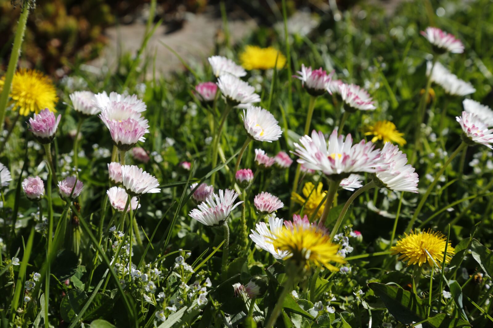 Canon EF 24-105mm F4L IS USM sample photo. Flowers, dandelion, yellow photography