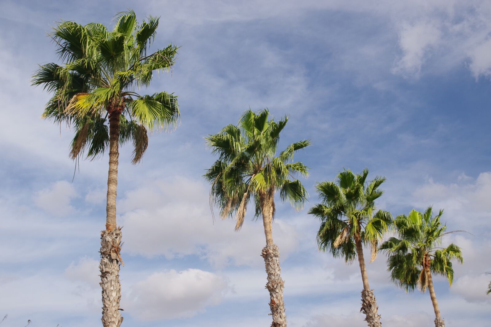 Pentax K-70 sample photo. Spain, gran canaria, maspalomas photography
