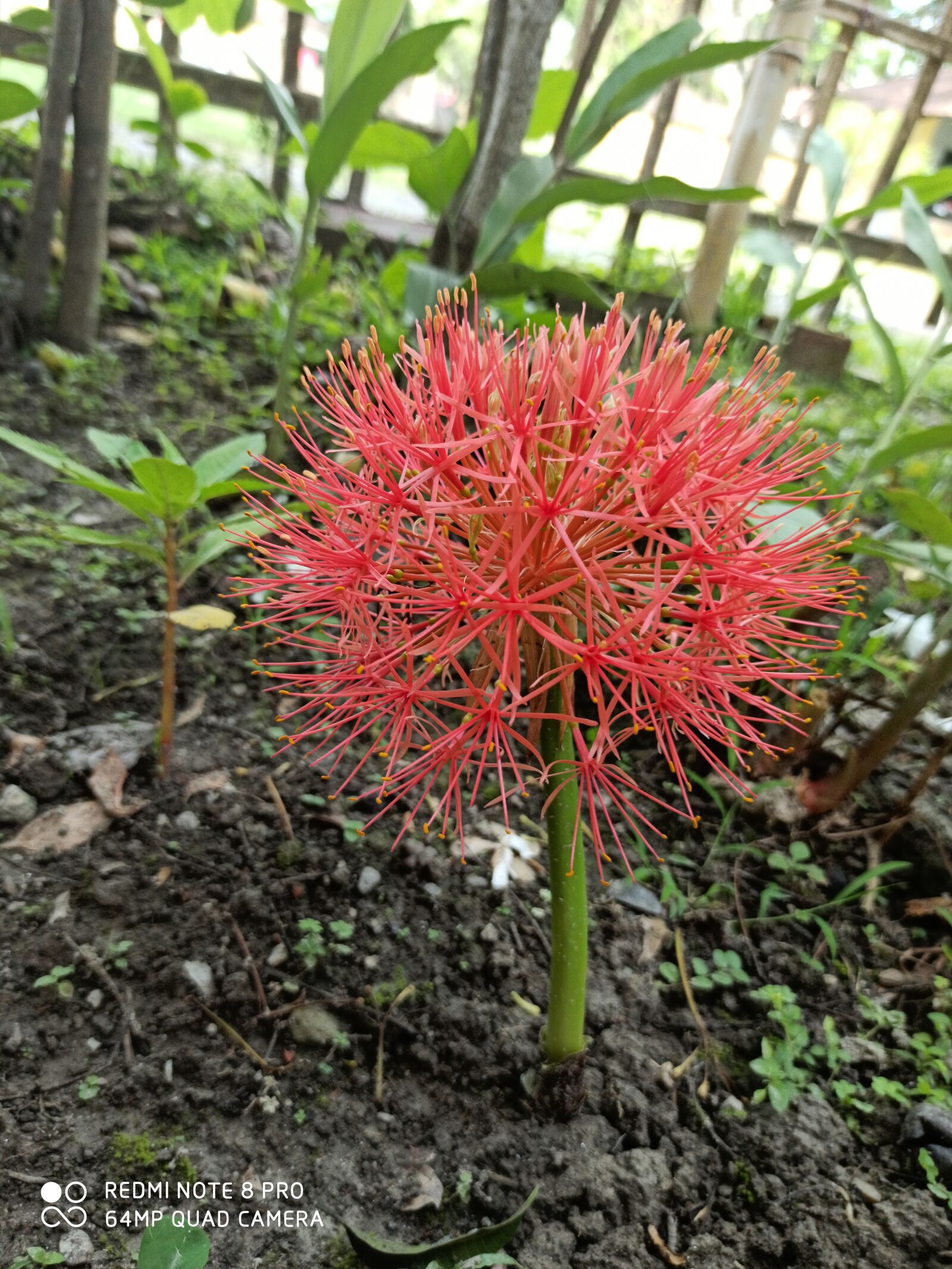 Xiaomi Redmi Note 8 Pro sample photo. Beutiful, flower, image photography