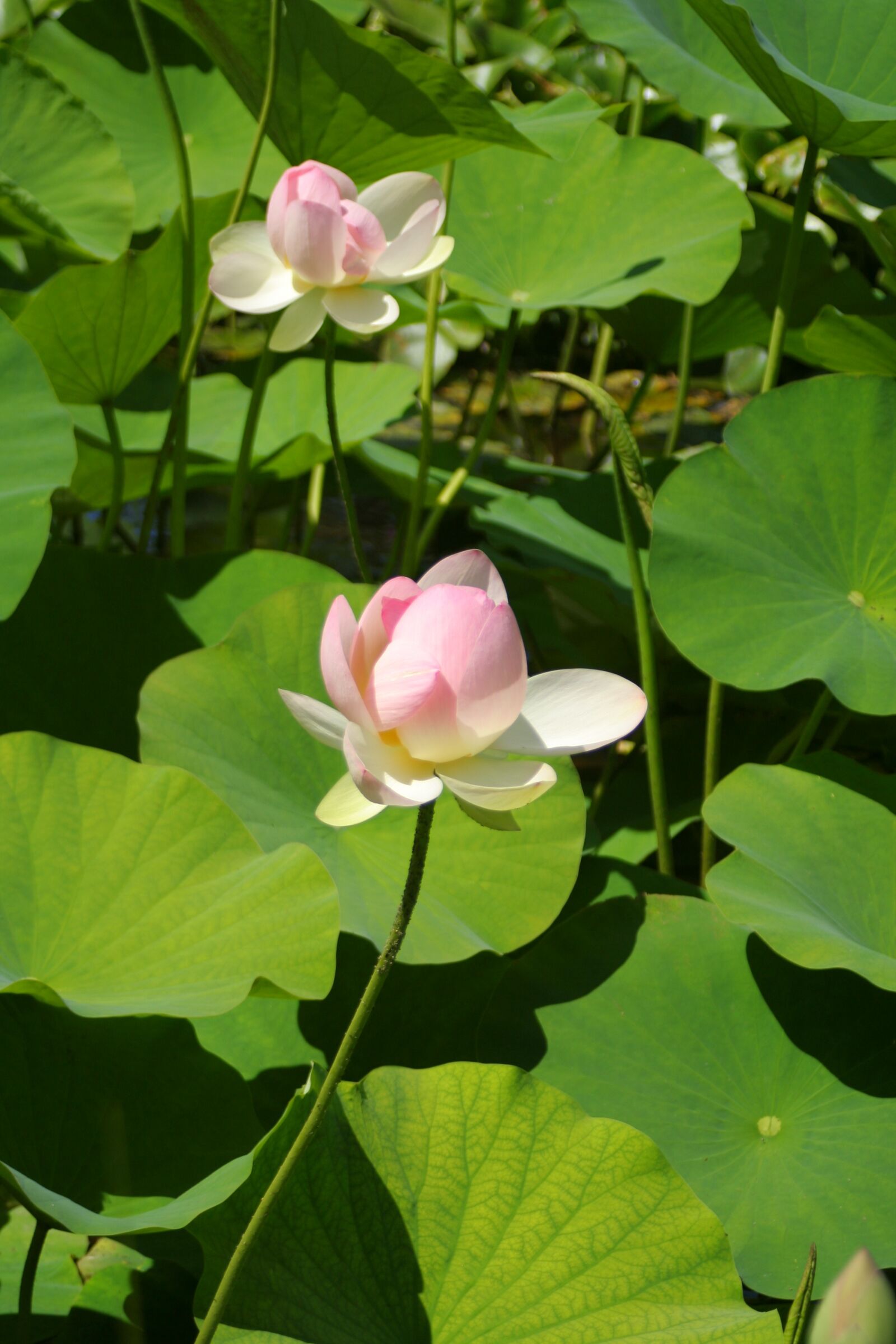 Canon EOS 350D (EOS Digital Rebel XT / EOS Kiss Digital N) sample photo. Water lily, gardens, plants photography