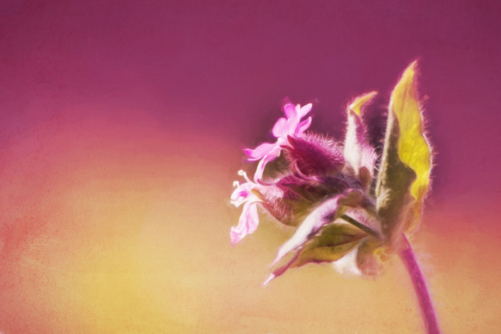 Nikon D7100 sample photo. Image, painting, digital painting photography