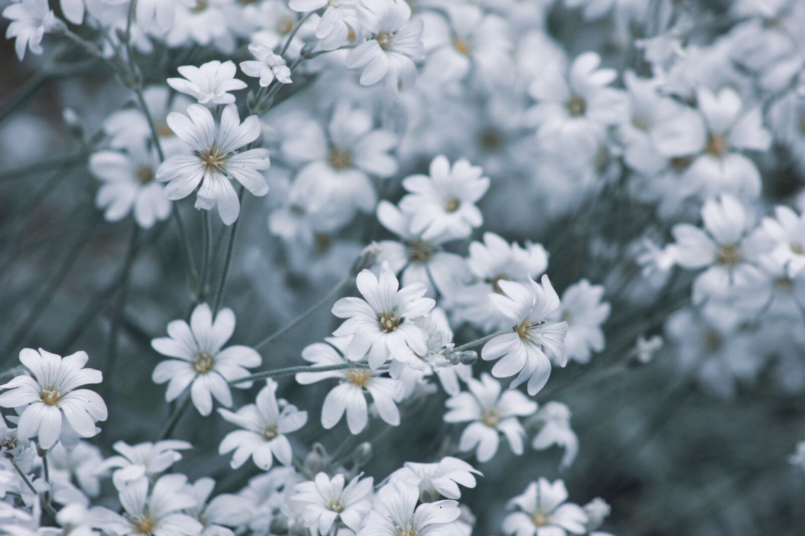 Canon EF75-300mm f/4-5.6 sample photo. Flowers, garden, nature photography