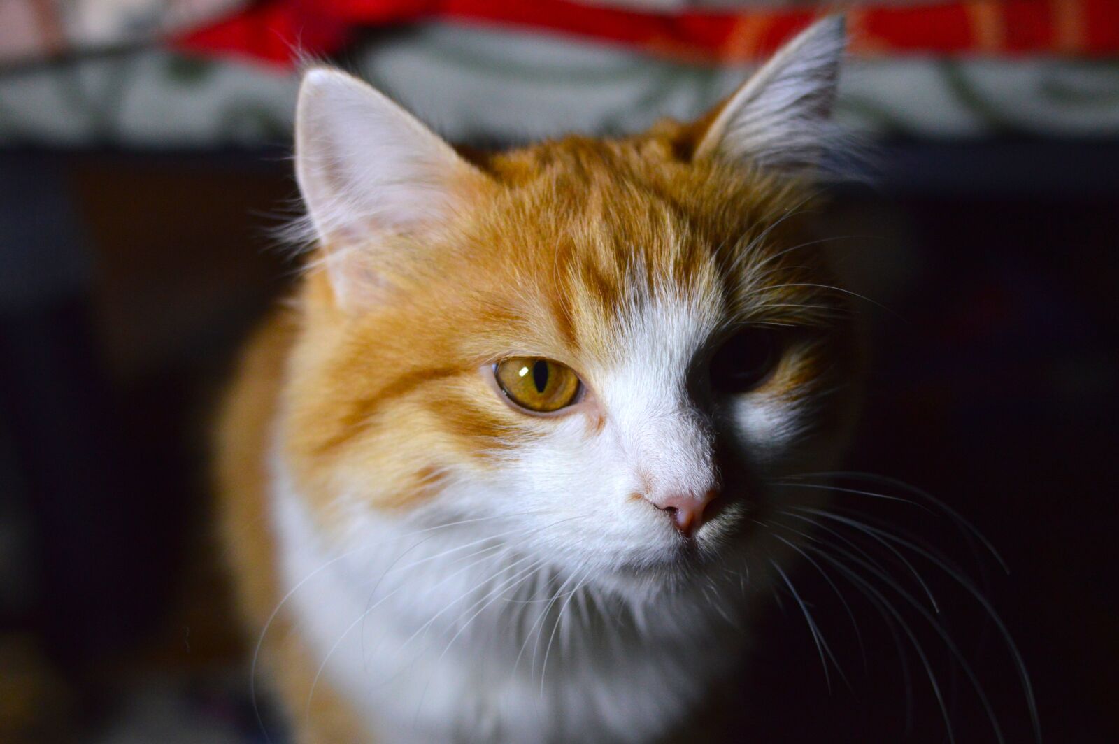 Nikon D3200 sample photo. Portrait, pet portrait, cat photography