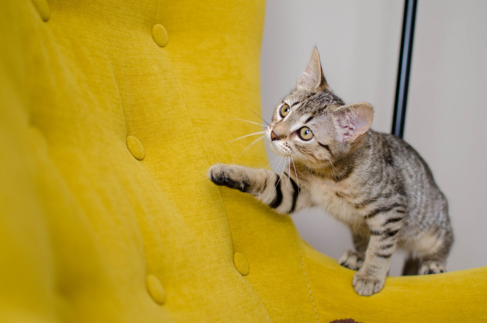Nikon D7000 sample photo. Cat, bury cat, domestic photography