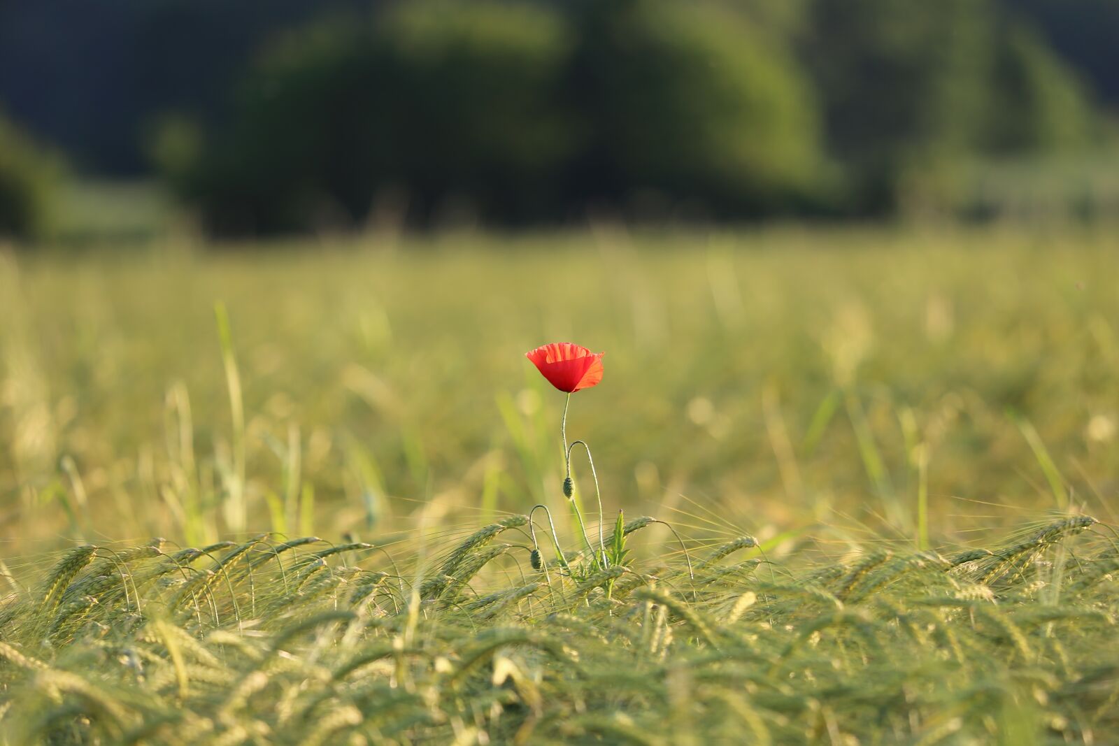 Canon EF 70-300 F4-5.6 IS II USM sample photo. Single red poppy, barley photography