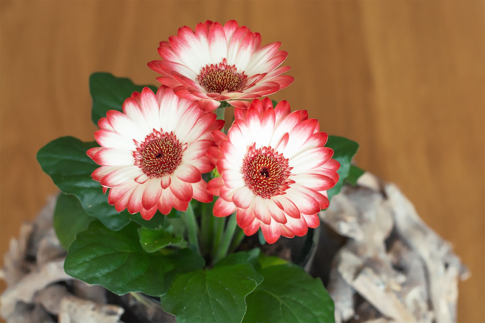 Nikon D7100 sample photo. Gerbera, flowers, plant photography