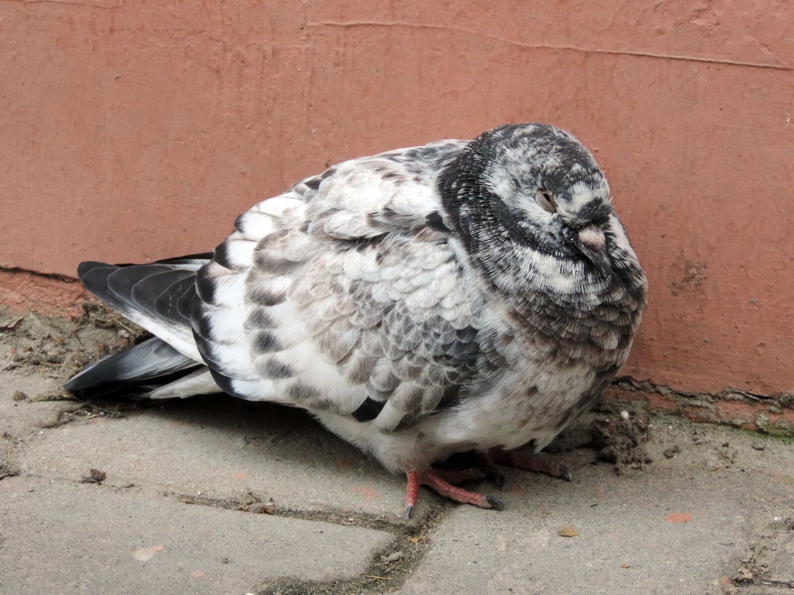 Nikon Coolpix P520 sample photo. Detail, pigeon, sidewalk, animal photography