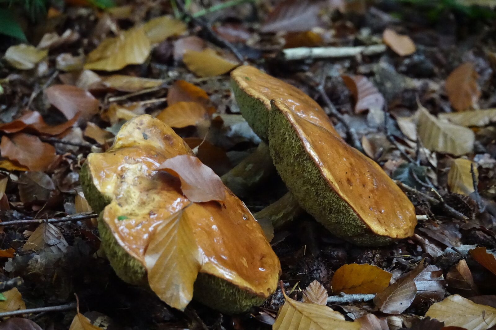 Sony Cyber-shot DSC-RX10 III sample photo. Mushrooms, mushroom, brown photography