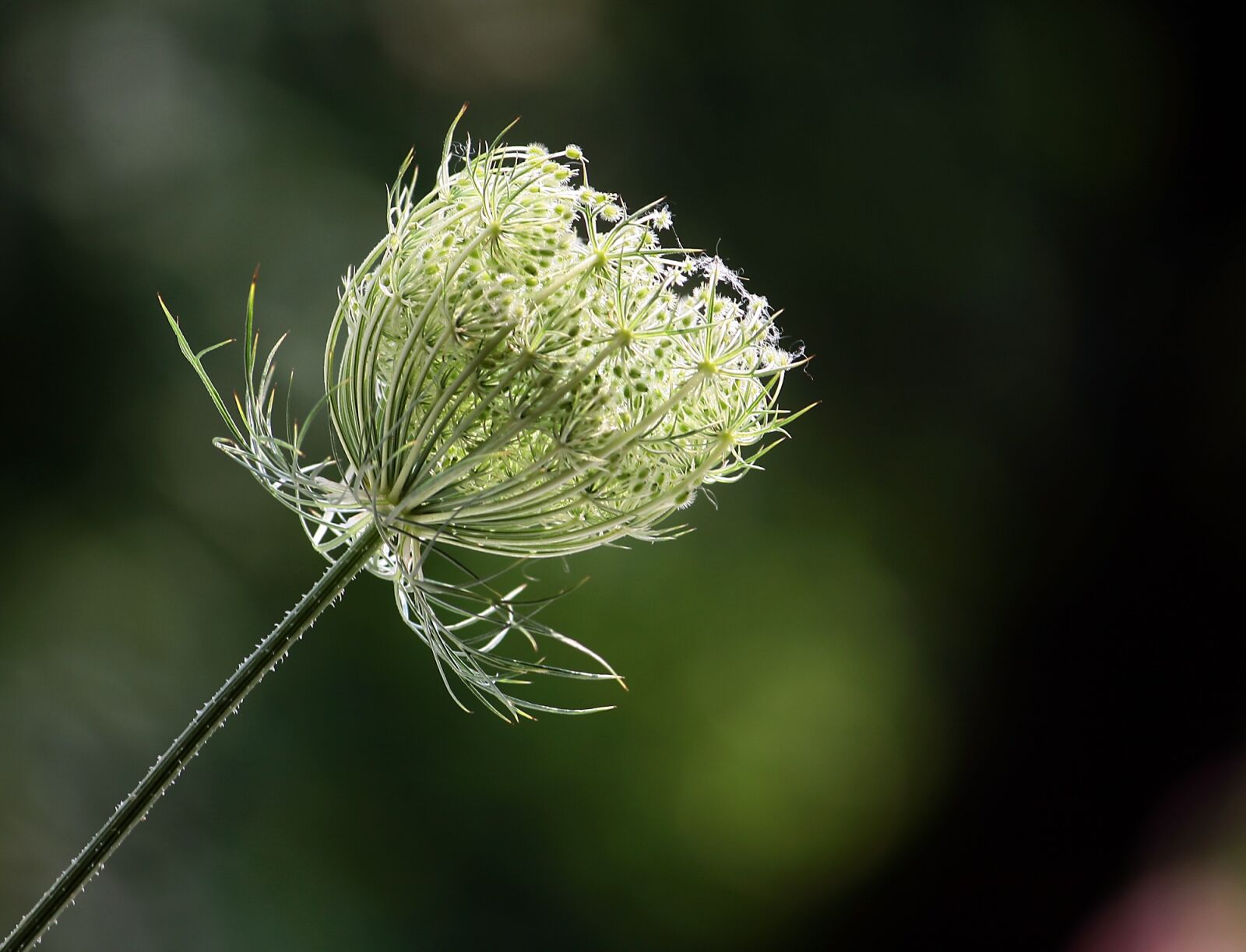 Canon EOS 400D (EOS Digital Rebel XTi / EOS Kiss Digital X) sample photo. Wild carrot, flower, summer photography