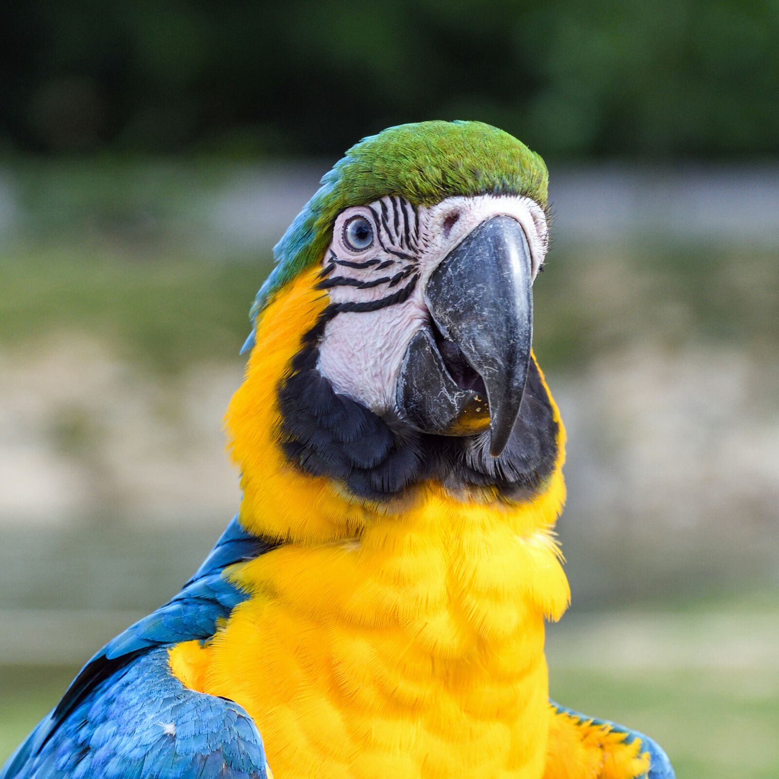 Nikon D500 sample photo. Parrot, ara, bird photography