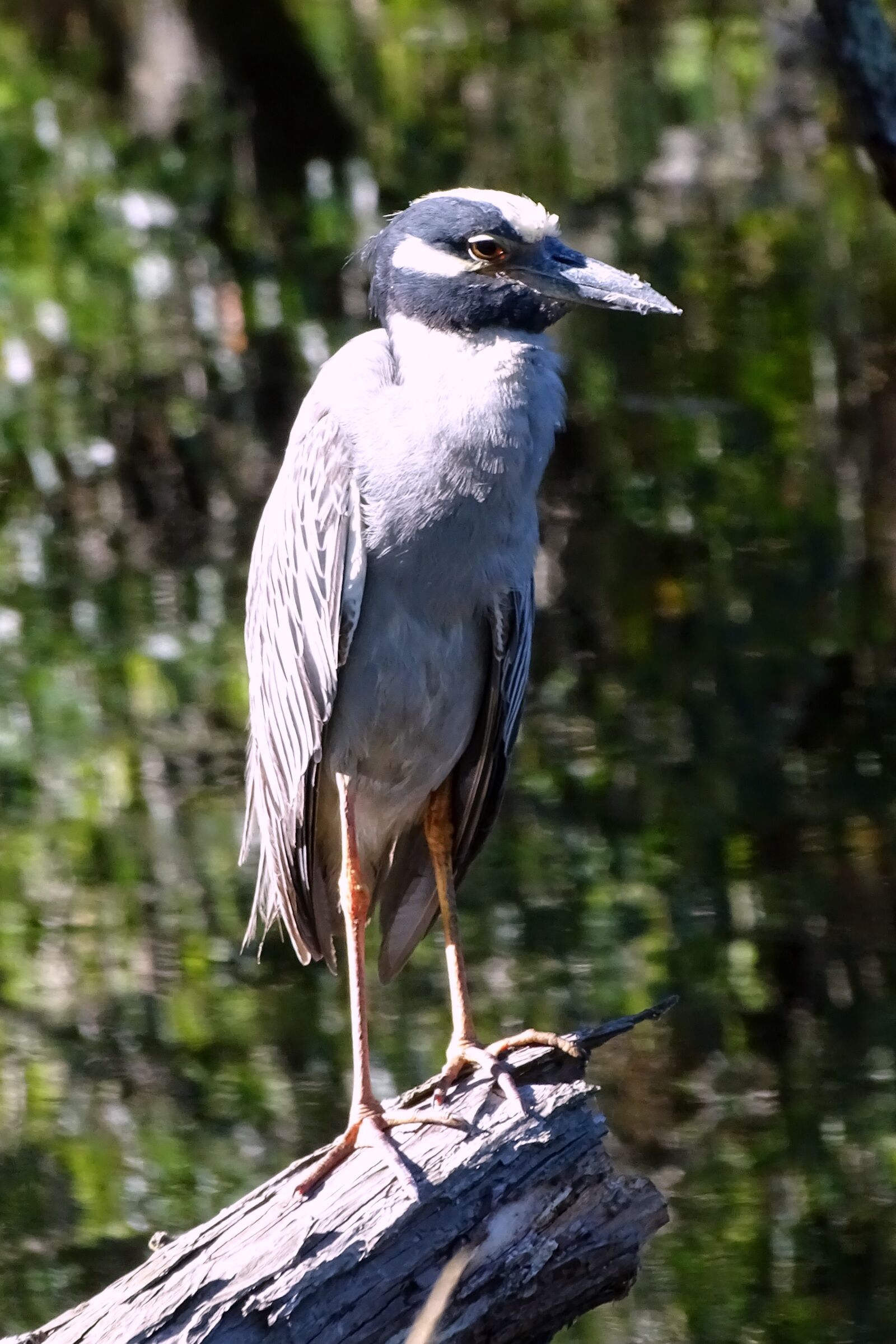 Sony Cyber-shot DSC-HX400V sample photo. Bird, heron, nature photography