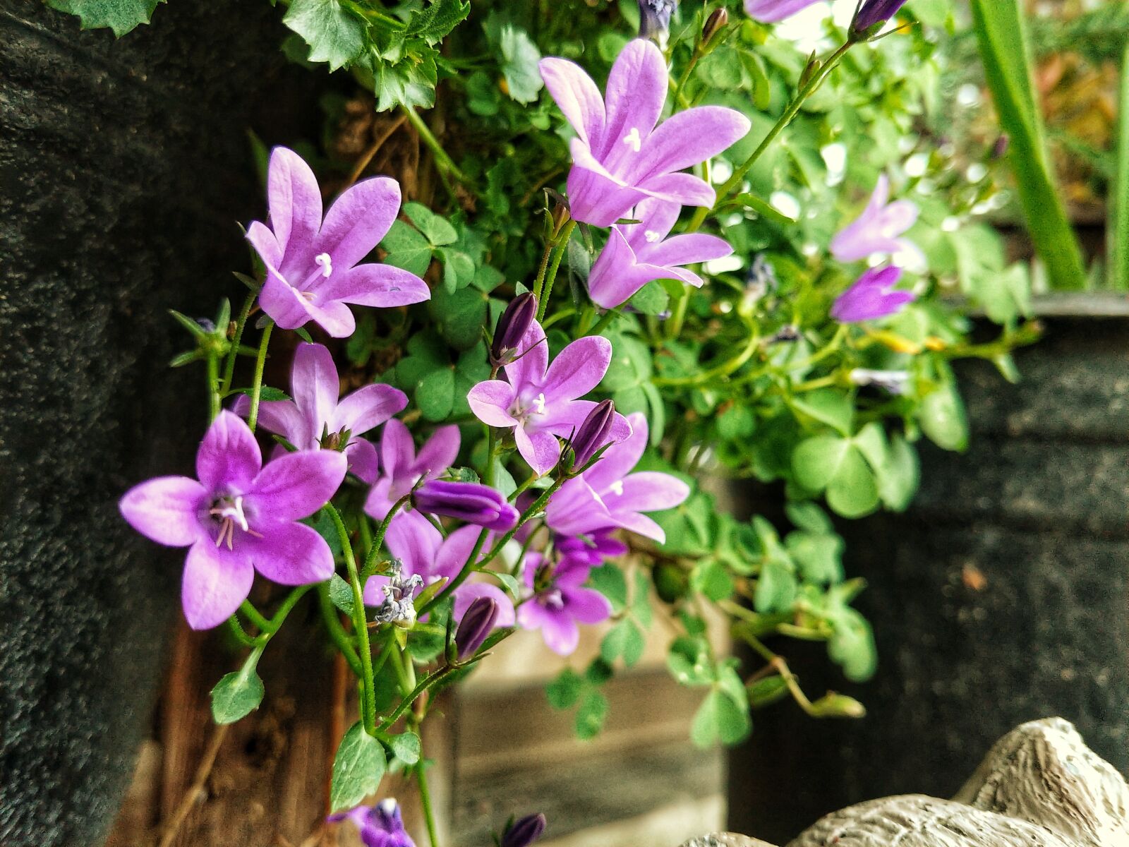 LG V30 sample photo. Purple flowers, green photography