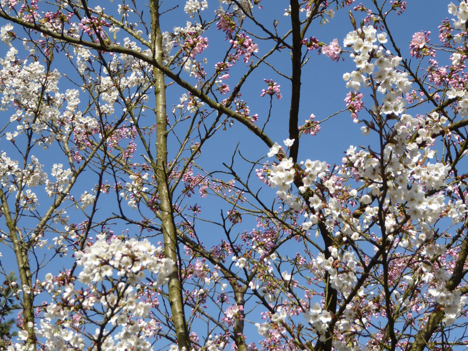 Panasonic DMC-TZ71 sample photo. Spring, blossom, sky photography