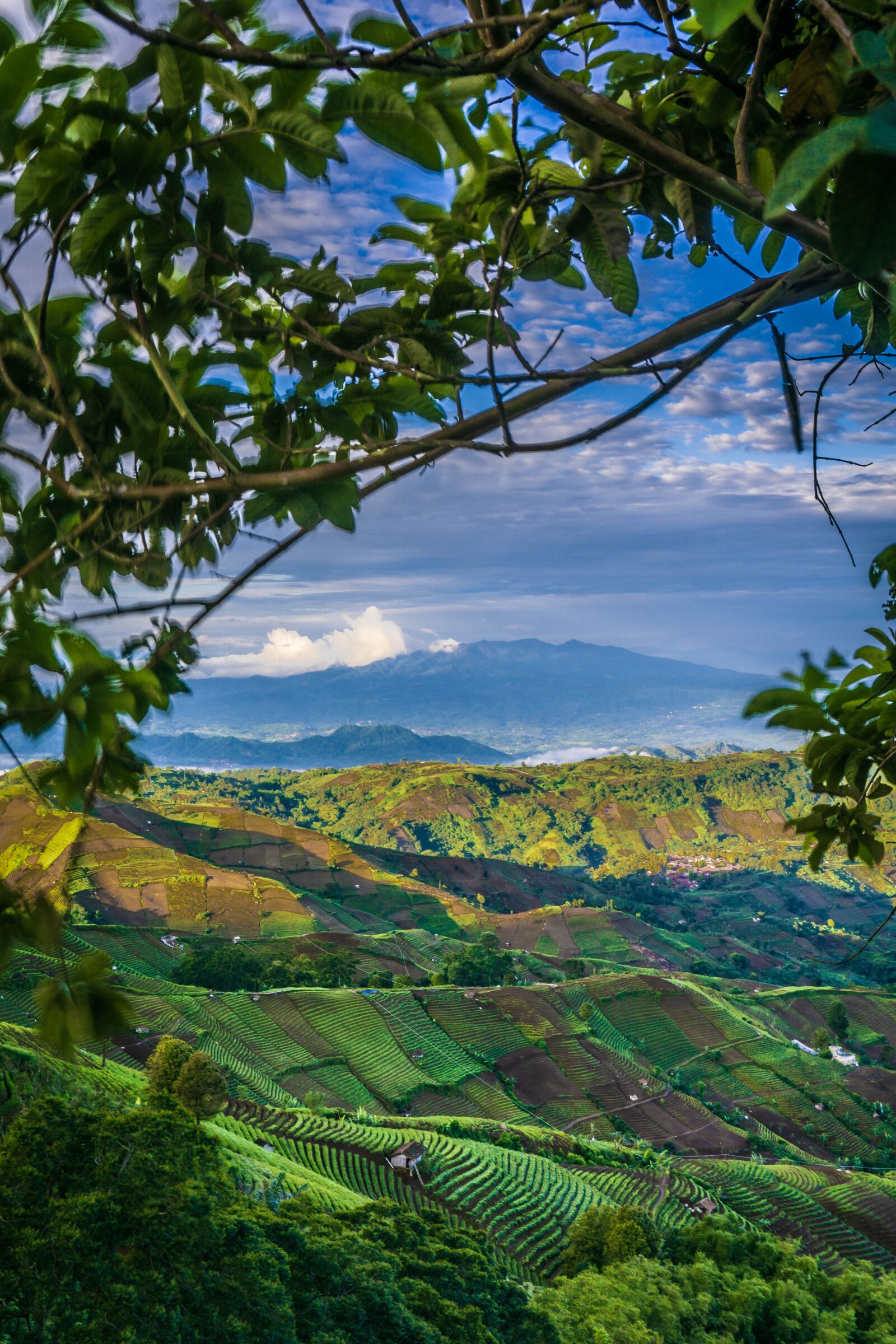 Sony a6000 sample photo. Landscape, tree, nature photography