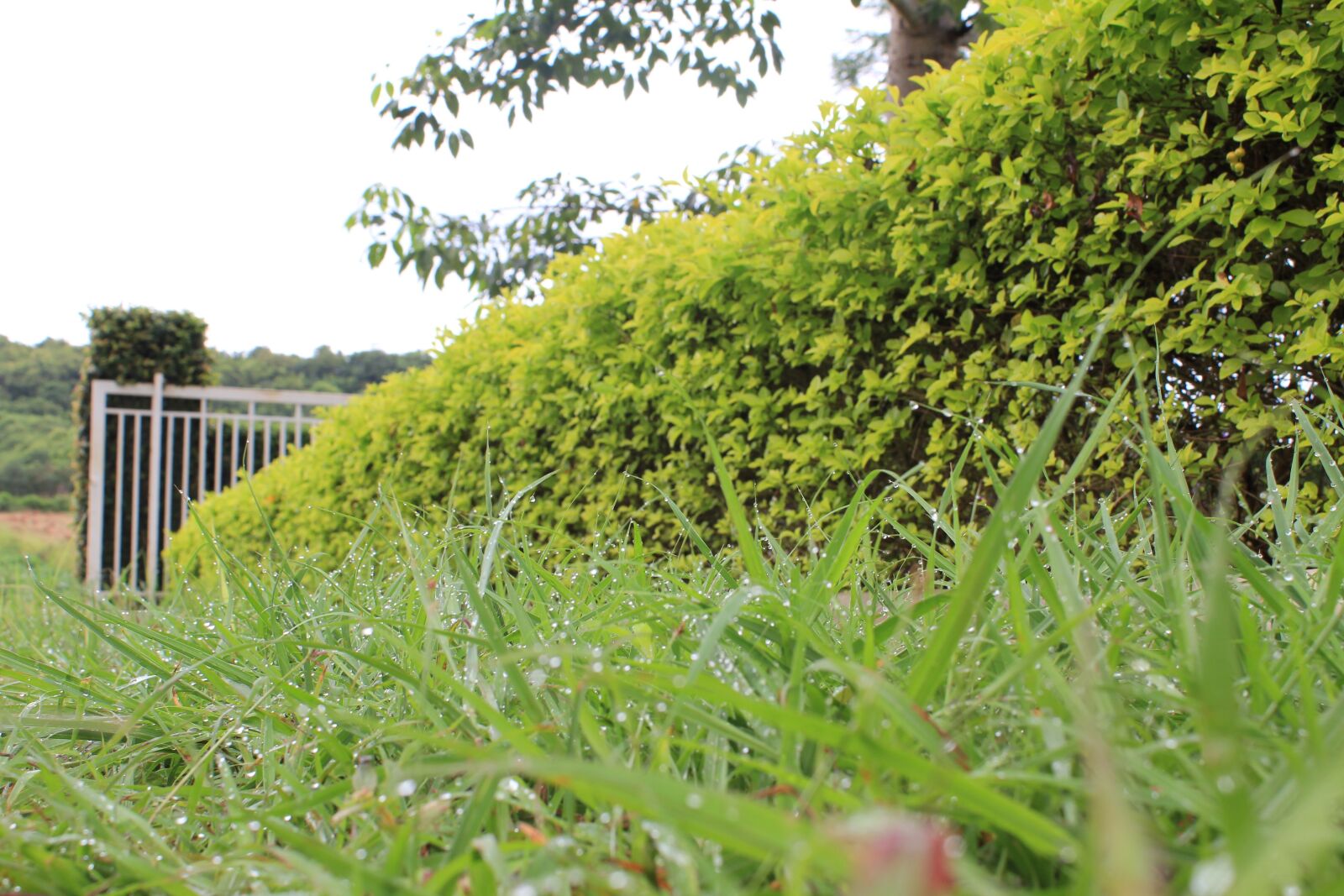Canon EOS 550D (EOS Rebel T2i / EOS Kiss X4) sample photo. Natural, nature, plant photography