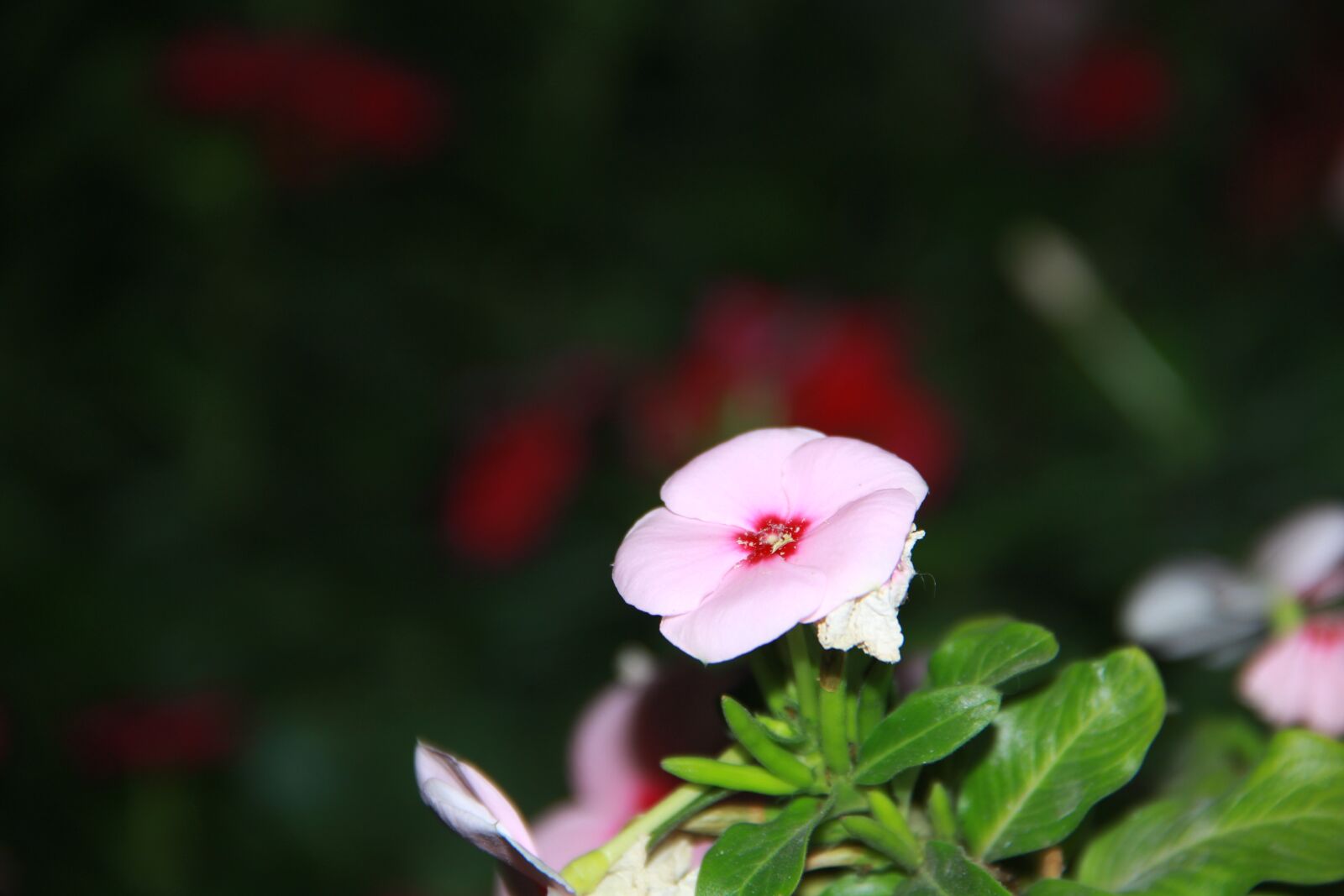 Canon EF-S 18-135mm F3.5-5.6 IS sample photo. Romantic, flower, pink photography