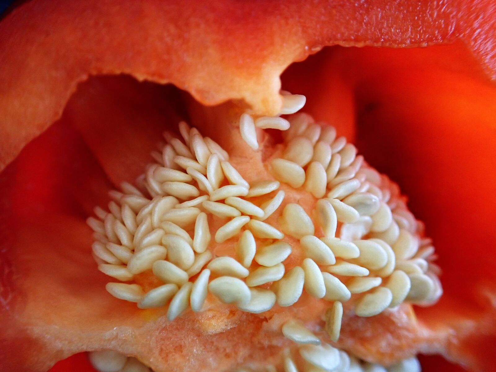 Olympus TG-5 sample photo. Vegetable, capsicum, red photography