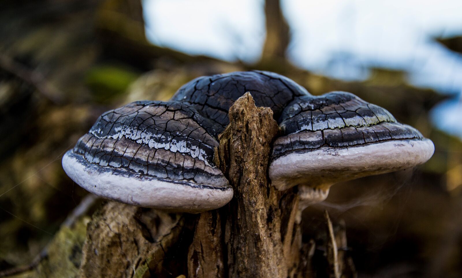 Nikon D3100 sample photo. Fungus, tree, nature photography