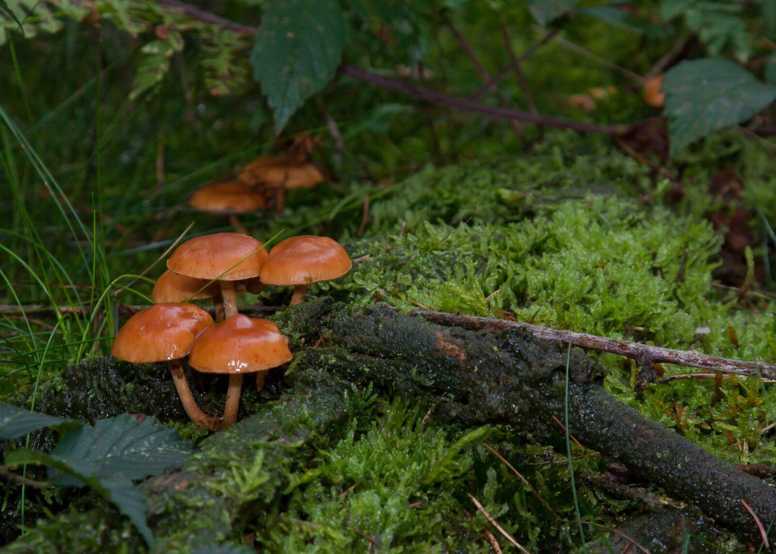 Canon EOS 50D + Canon EF 24-105mm F4L IS USM sample photo. Mushrooms, moss, forest photography