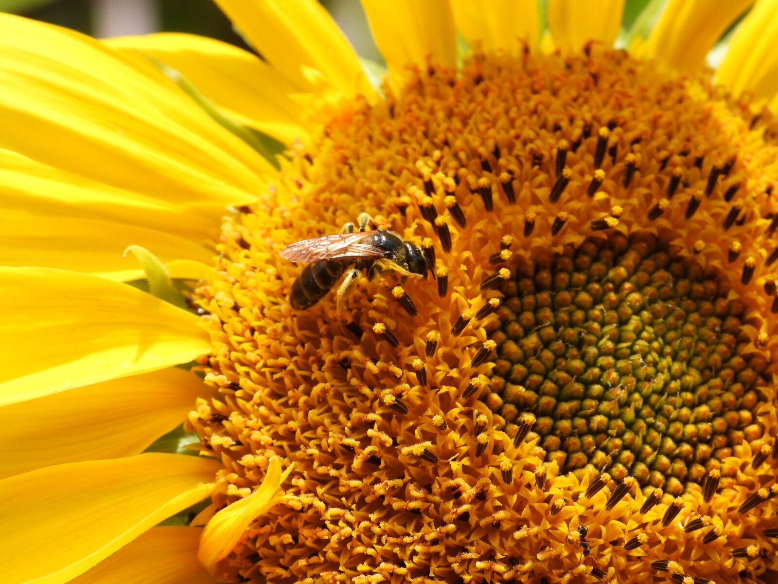 Nikon Coolpix P1000 sample photo. Bee, sunflower, flower photography