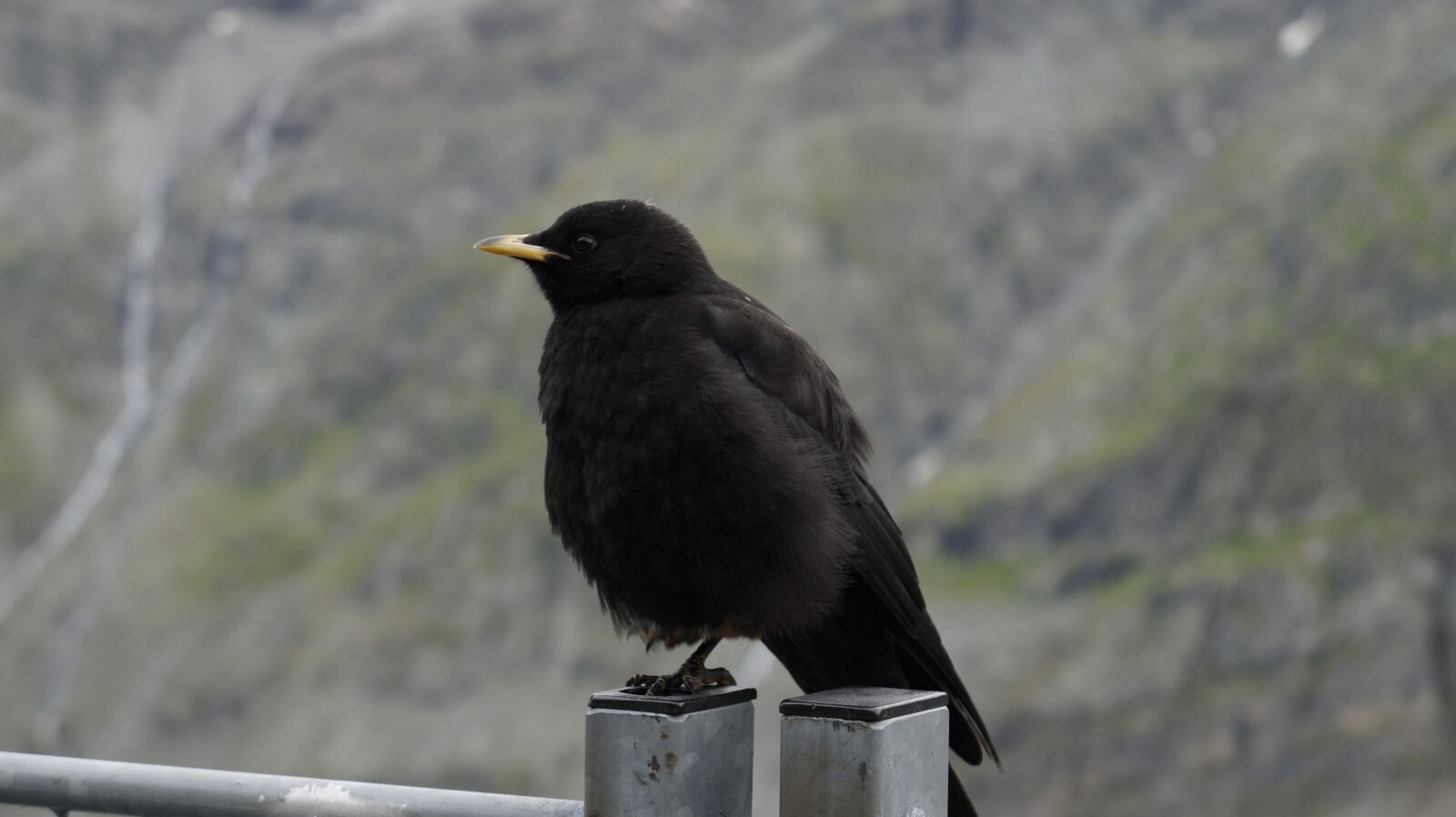 Sony Alpha a3000 sample photo. Black, bird, mountains photography