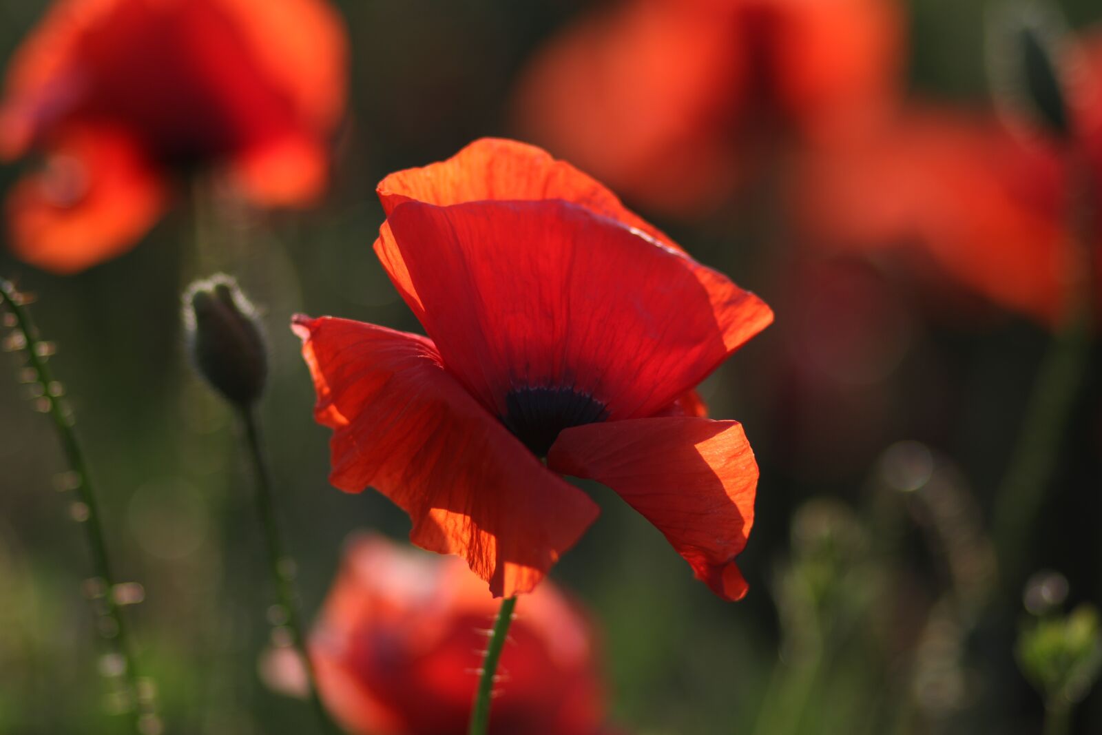 Canon EOS 7D Mark II sample photo. Poppies, red, plain photography