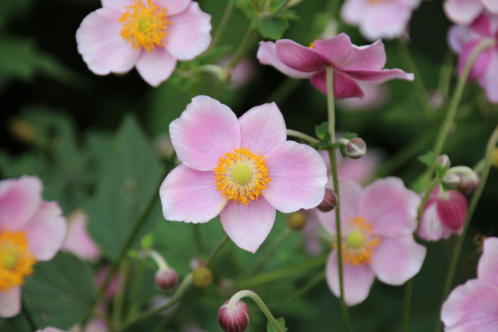 Canon EOS 700D (EOS Rebel T5i / EOS Kiss X7i) sample photo. Flowers, pink, plant photography