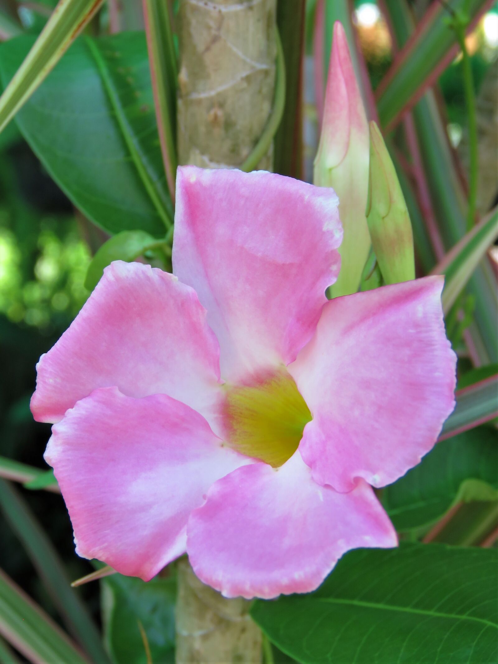 Canon PowerShot SX60 HS sample photo. Flower, flora, pink photography