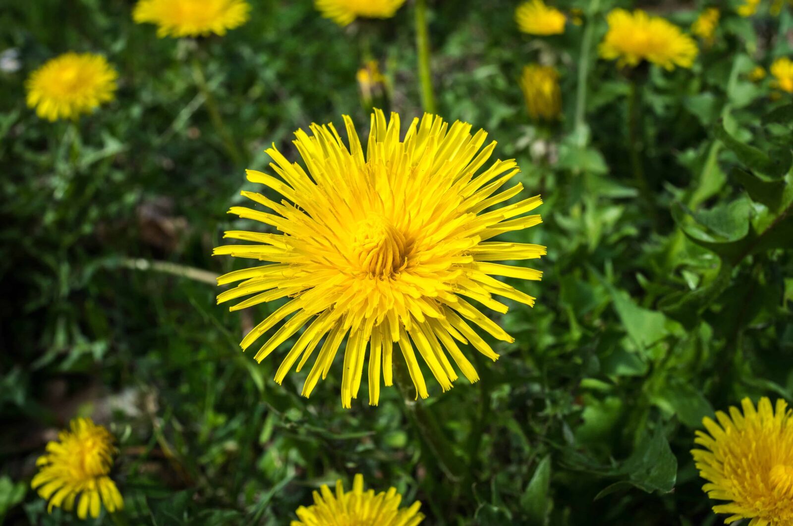 Nikon D3300 sample photo. Dandelion, flower, green grass photography