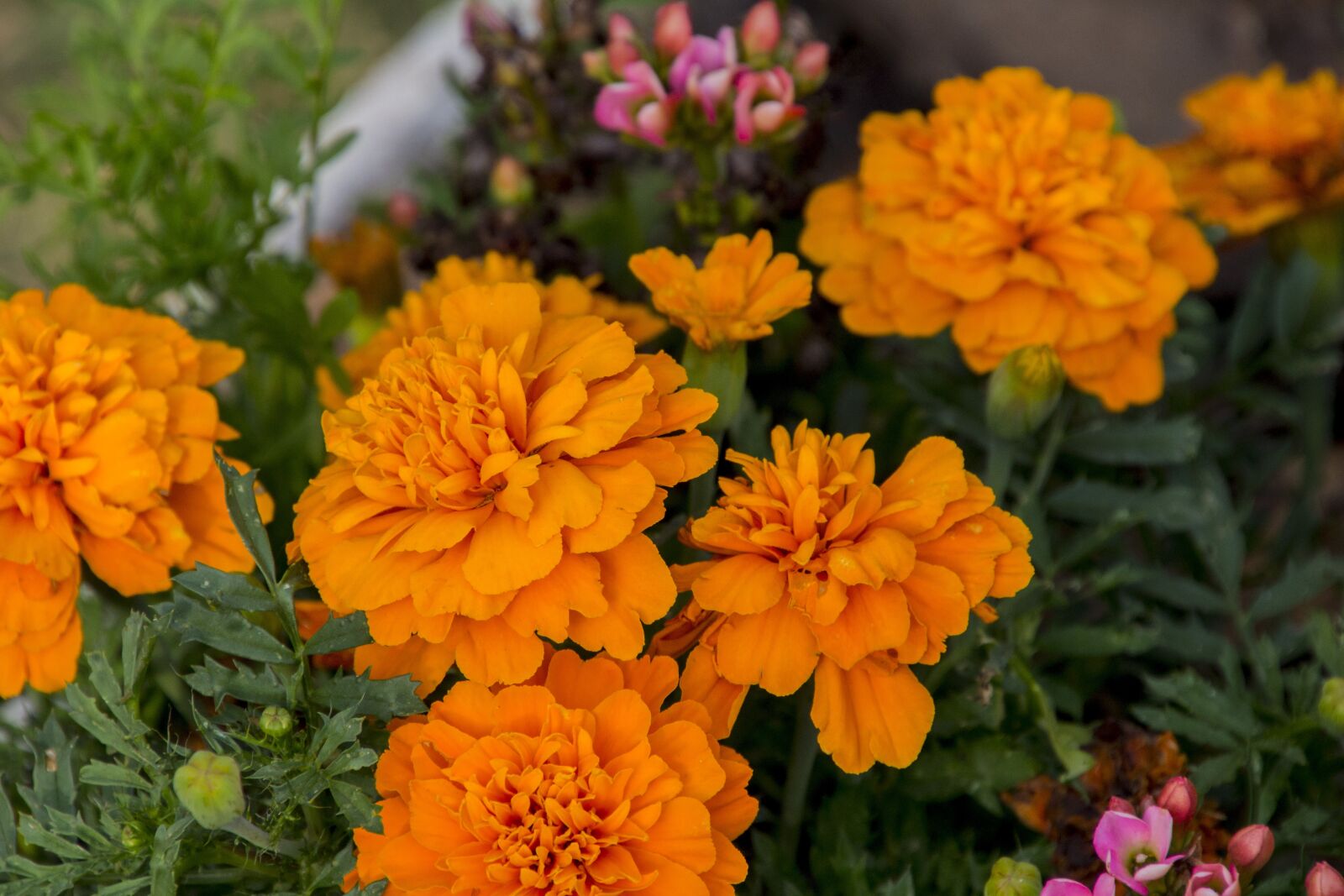 Canon EOS 700D (EOS Rebel T5i / EOS Kiss X7i) sample photo. Harpsichord, flower, flowers photography