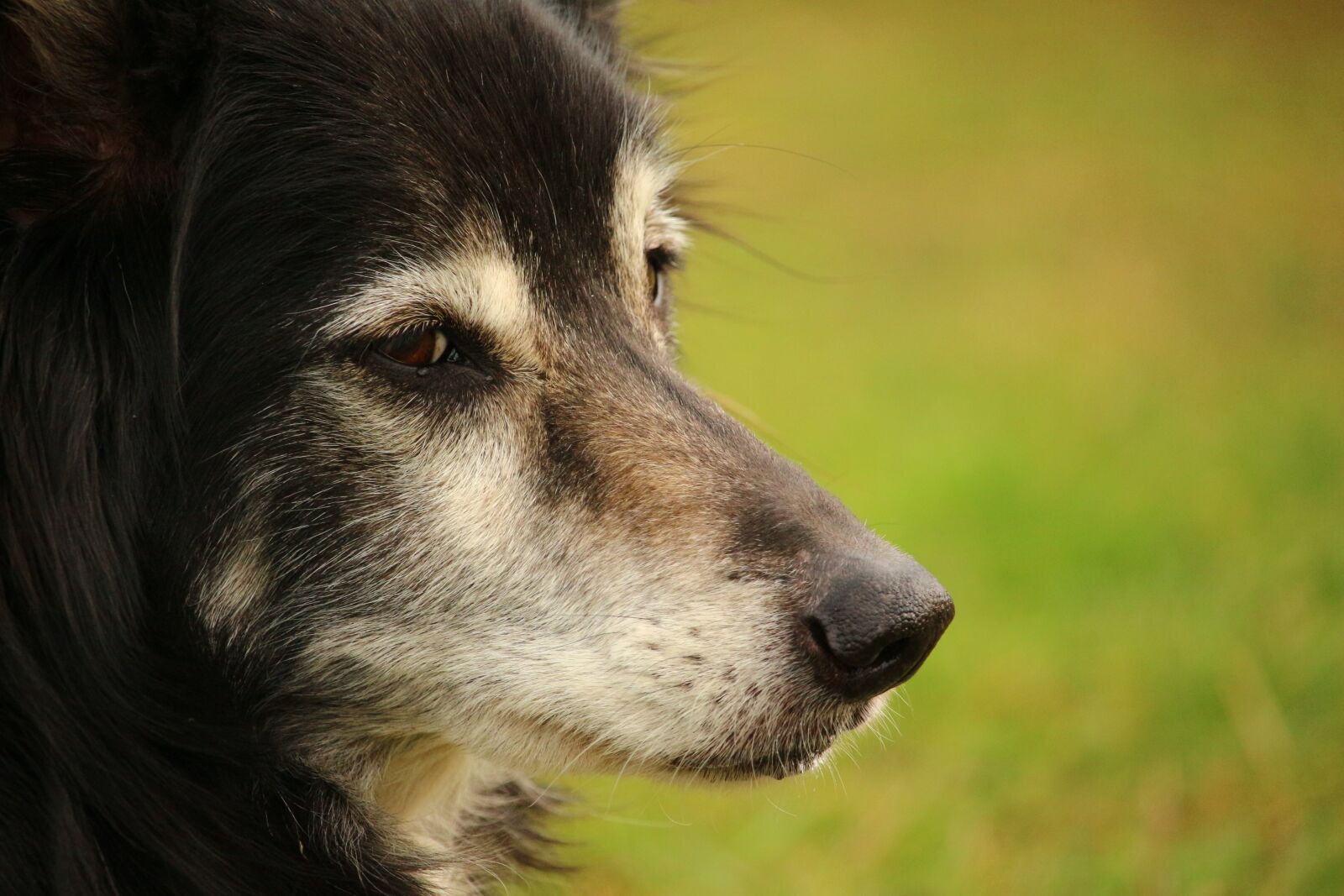 Canon EOS 100D (EOS Rebel SL1 / EOS Kiss X7) sample photo. Dog, border collie, herding photography