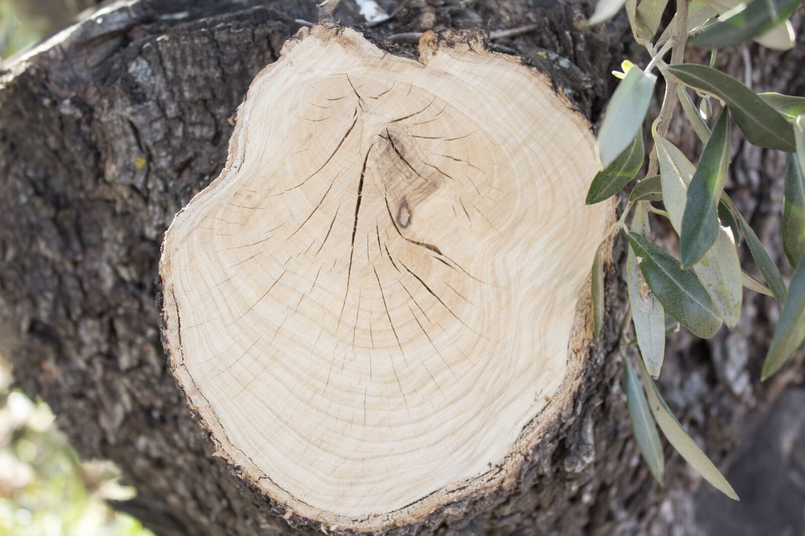 Canon EOS 1300D (EOS Rebel T6 / EOS Kiss X80) sample photo. Olive, trunk, wood photography