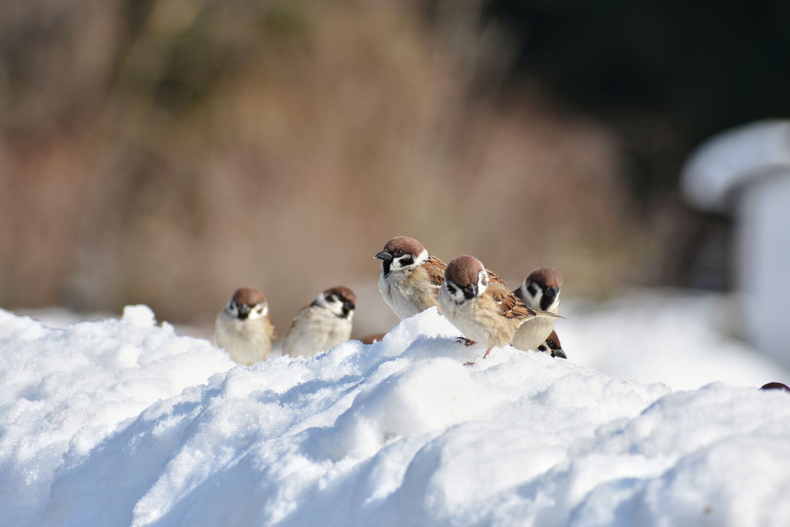 Nikon D7200 sample photo. Animal, bird, wild birds photography