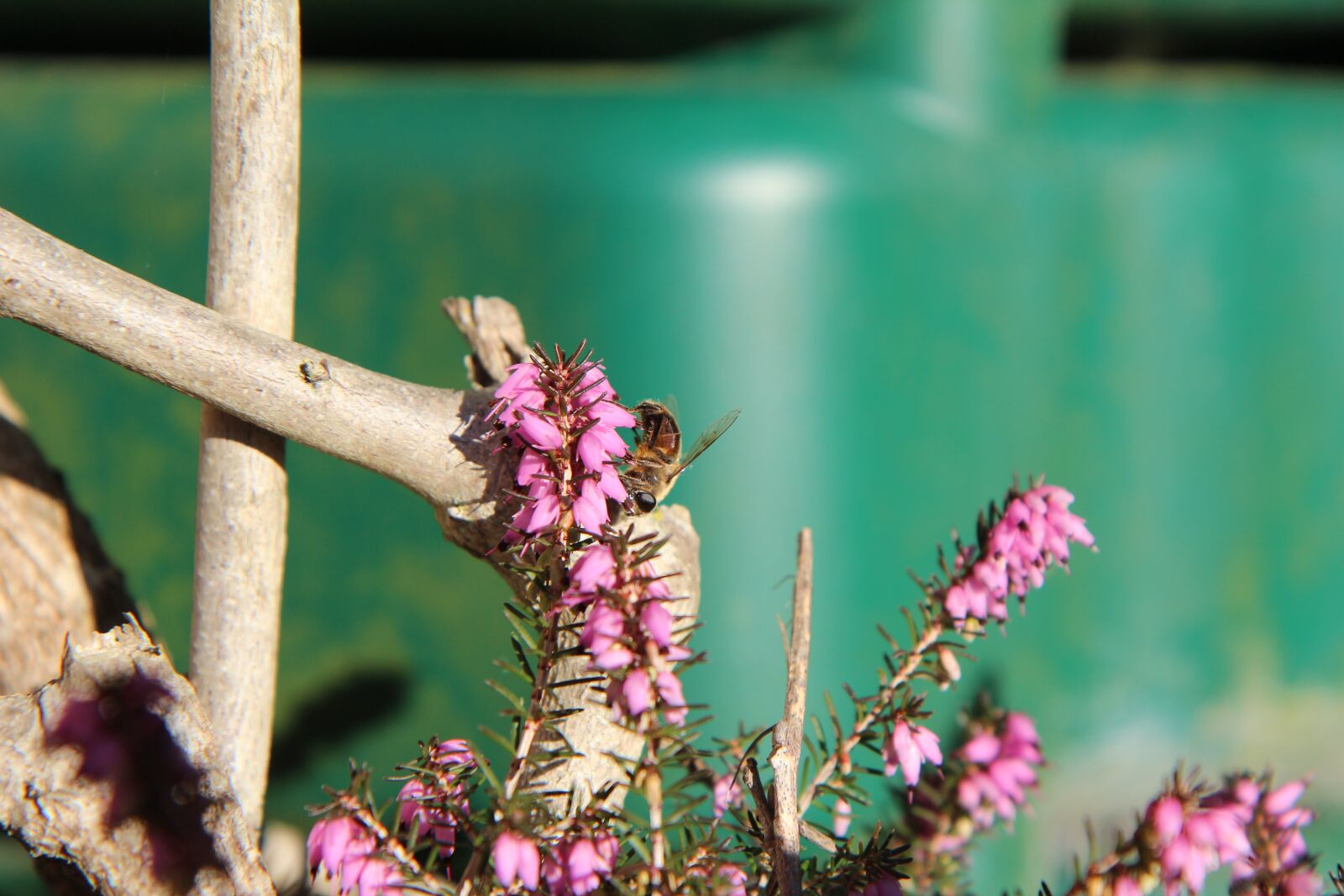 Canon EOS 600D (Rebel EOS T3i / EOS Kiss X5) sample photo. Heather, bee, insect photography