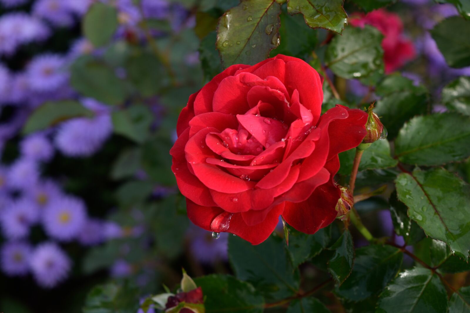 Nikon D3300 sample photo. Rose, flower, blossom photography