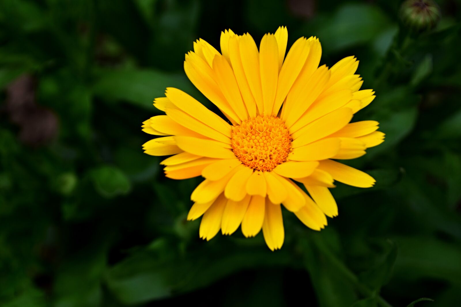 Nikon D5300 sample photo. Marigold, flower, yellow flower photography