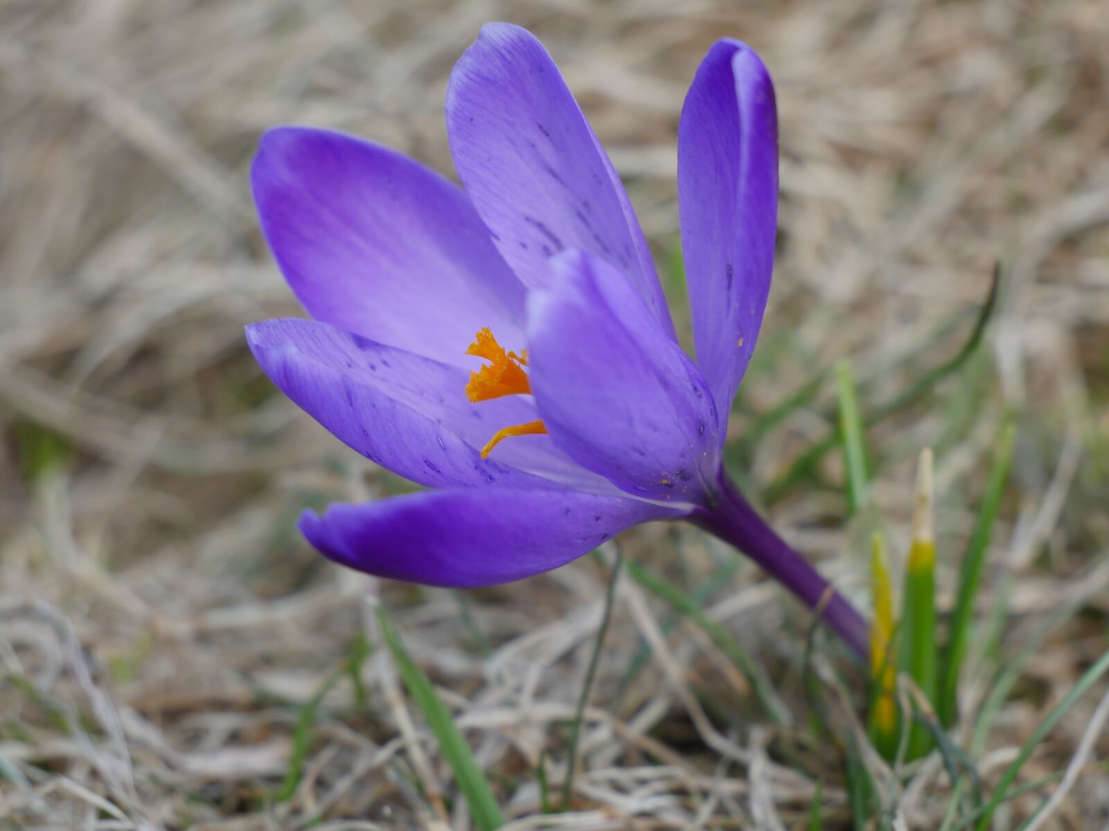 Panasonic Lumix DMC-GH4 sample photo. Nature, plant, flower photography