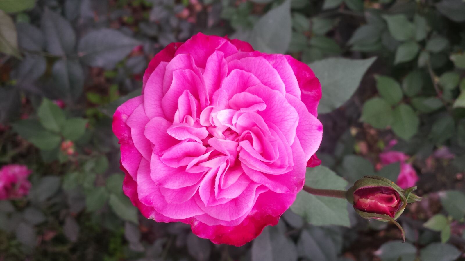 Samsung Galaxy S4 sample photo. Flower, rose, flora photography