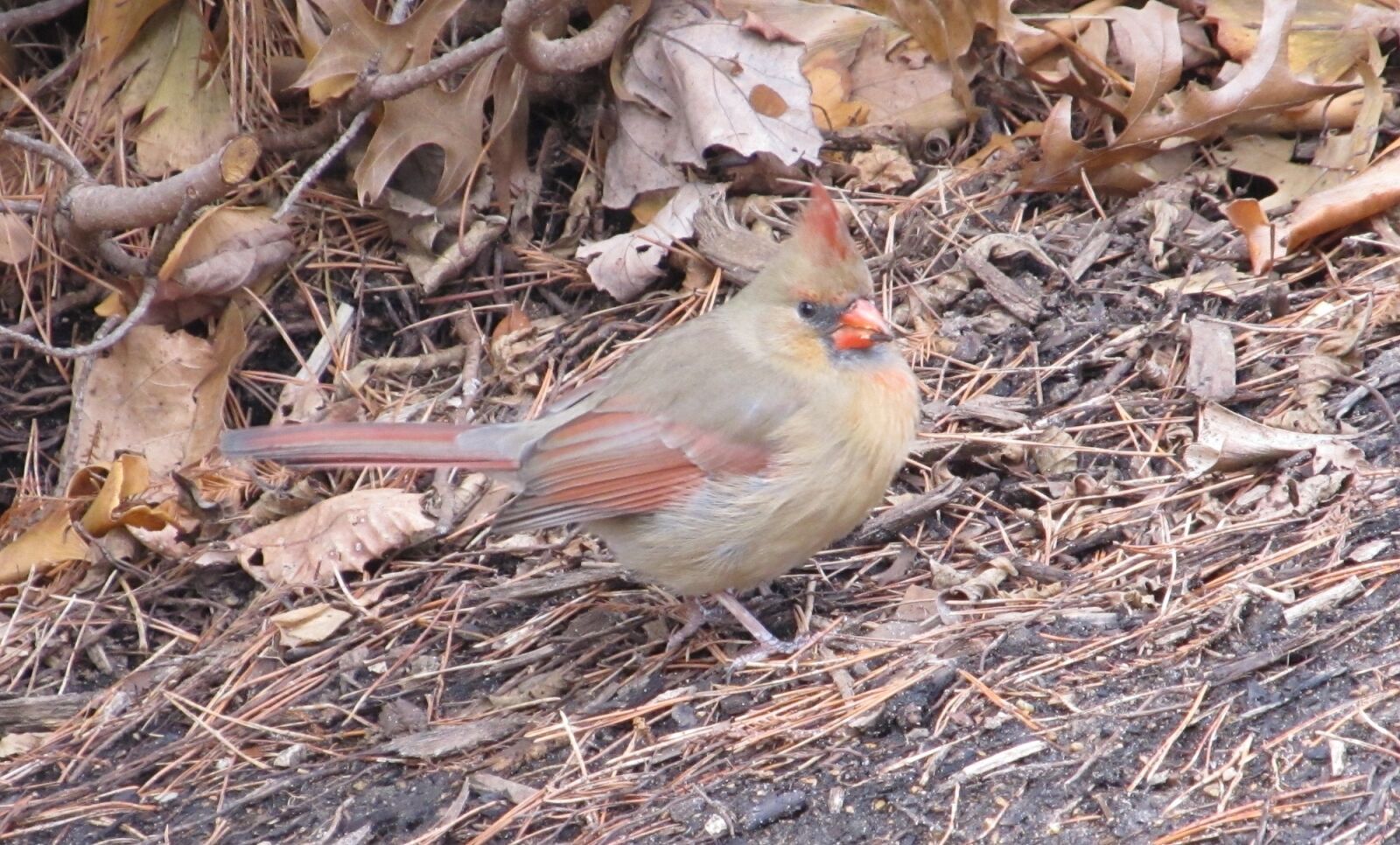 Canon PowerShot SX130 IS sample photo. Cardinal, incline, hilly photography