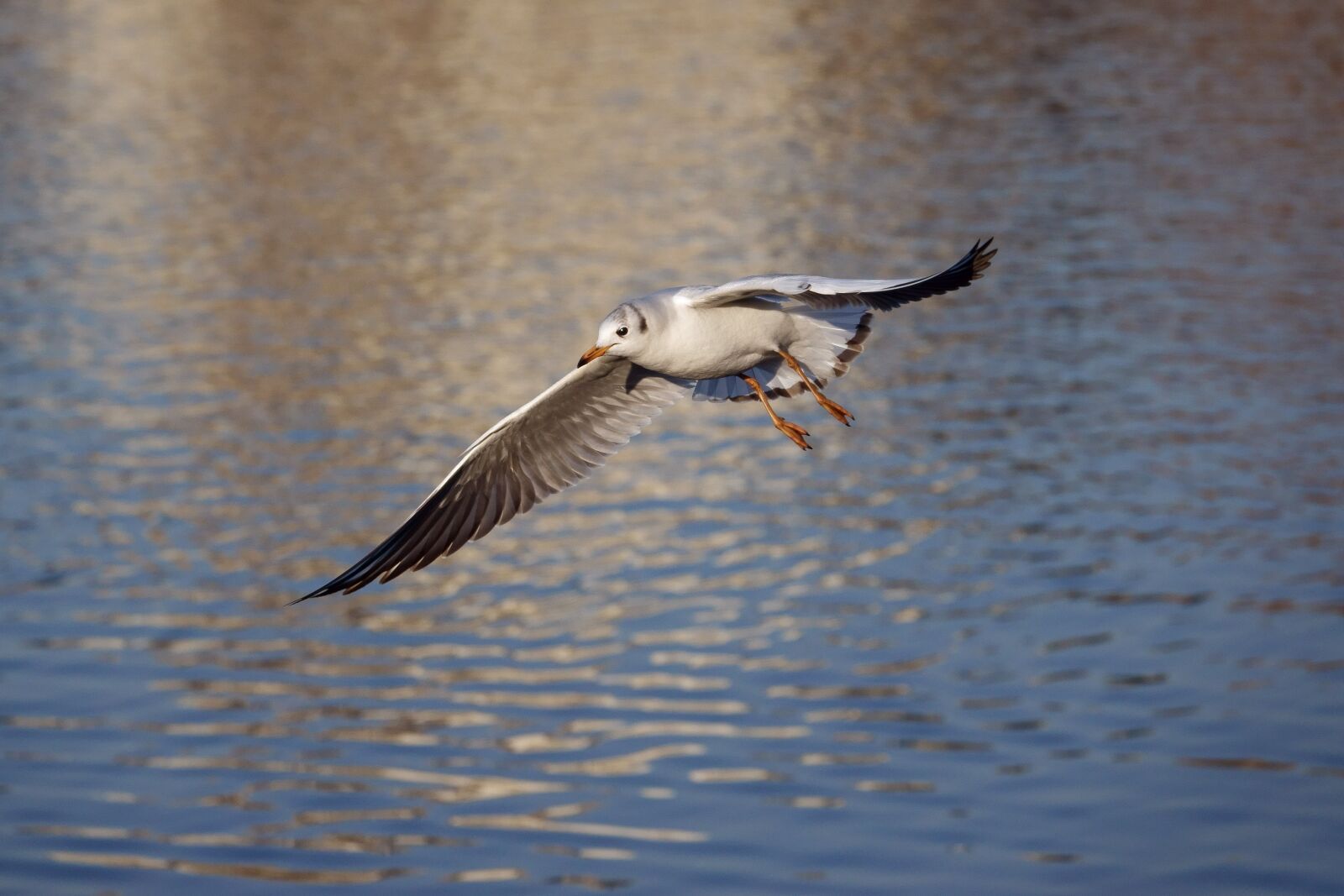 Sony Cyber-shot DSC-RX10 IV sample photo. Seagull, gliding, foraging photography
