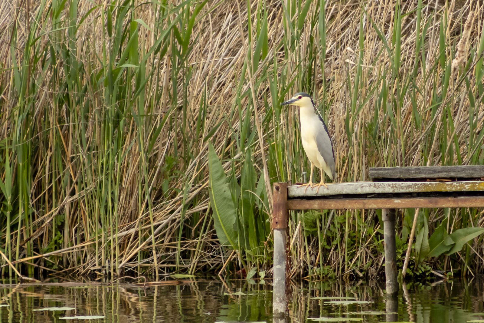 Canon EF75-300mm f/4-5.6 sample photo. Night heron, wader, bird photography