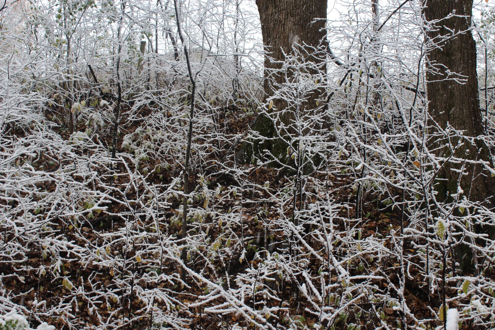Canon EOS 1200D (EOS Rebel T5 / EOS Kiss X70 / EOS Hi) sample photo. Nature, art, snow photography