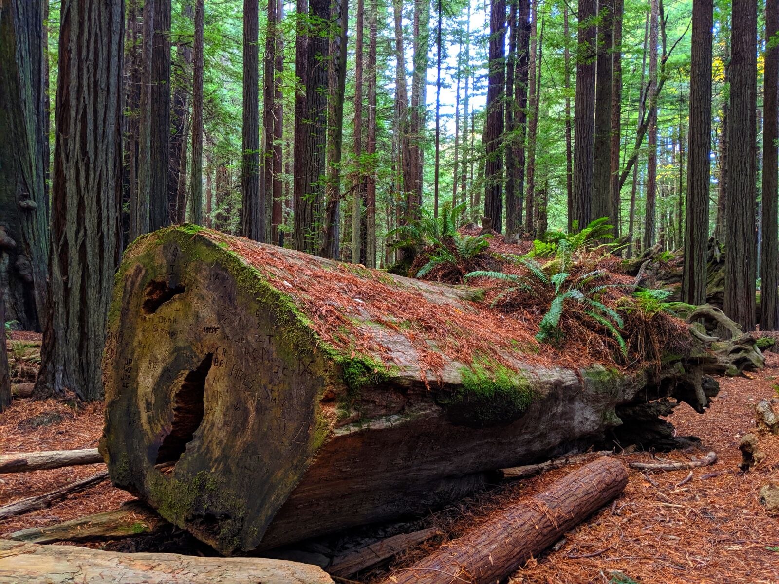 Google Pixel 3 XL sample photo. Log, tree, redwood photography