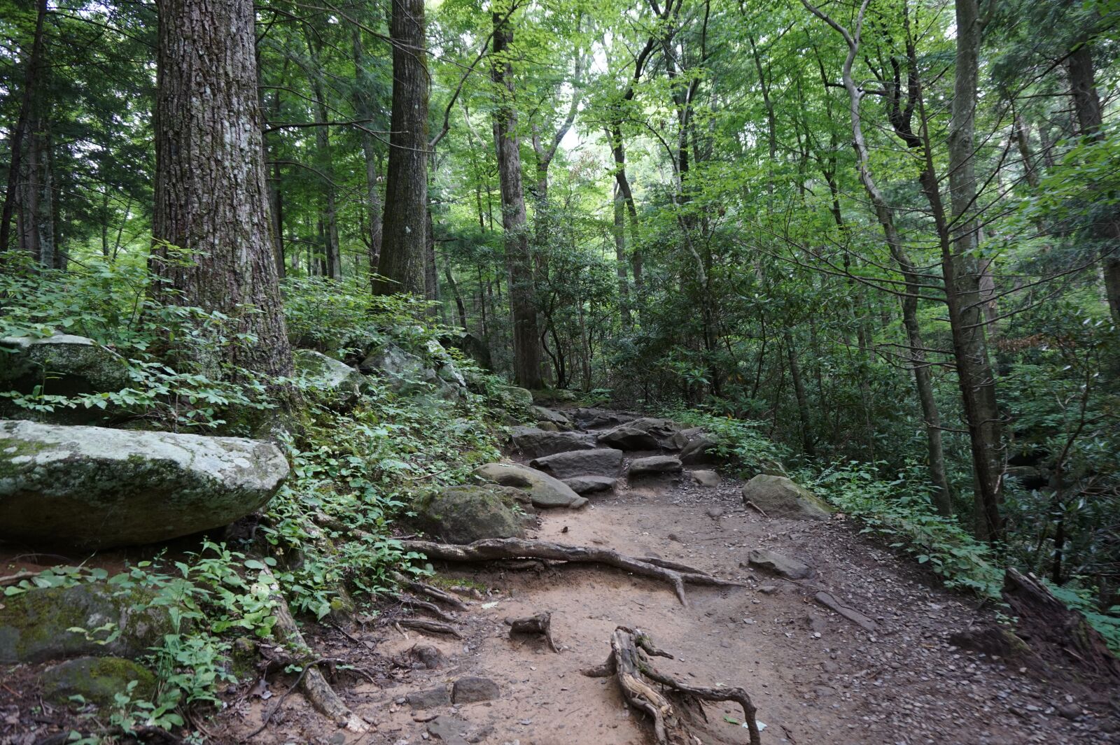 Sony Alpha a5000 (ILCE 5000) sample photo. Trail, hiking, roots photography